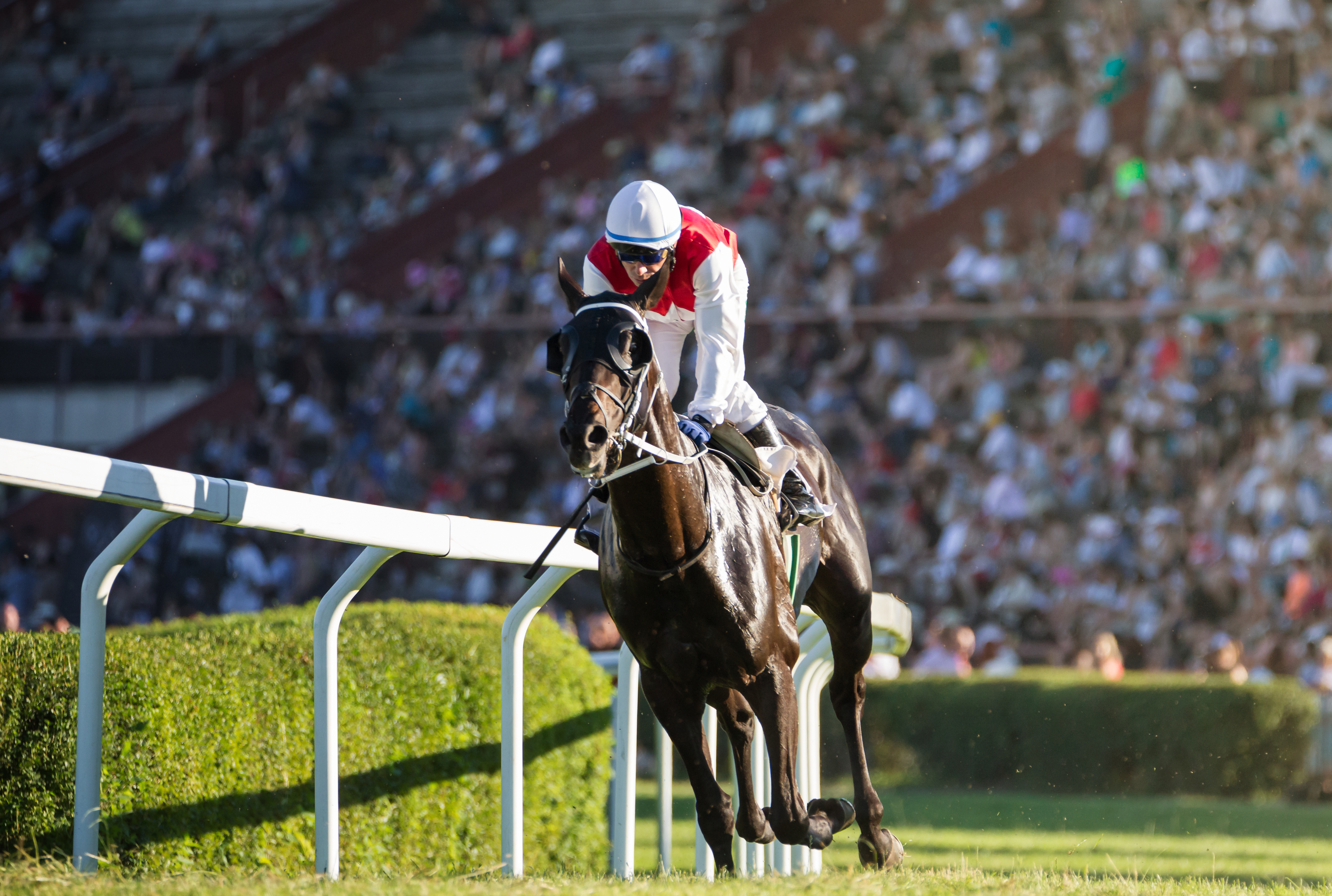 Del Mar Thoroughbred Racing at Del Mar Thoroughbred Club – Del Mar, CA