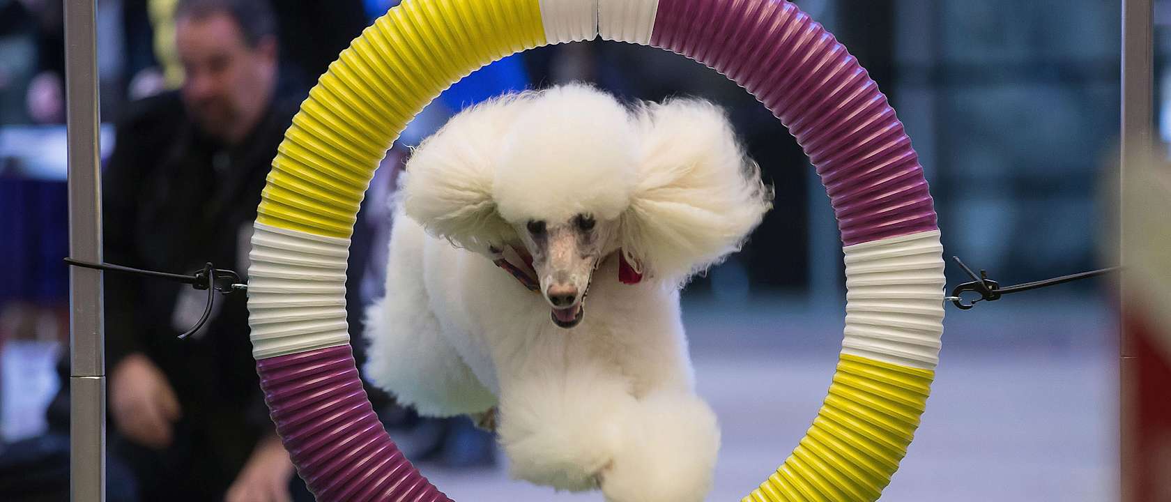 Westminster Kennel Club Dog Show