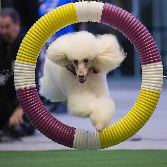 Westminster Kennel Club Dog Show Parking