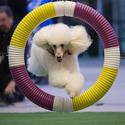 Westminster Kennel Club Dog Show
